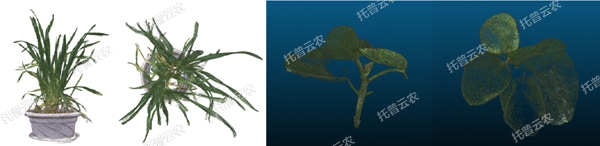 溫室型高通量植物表型采集分析平臺-3維.jpg